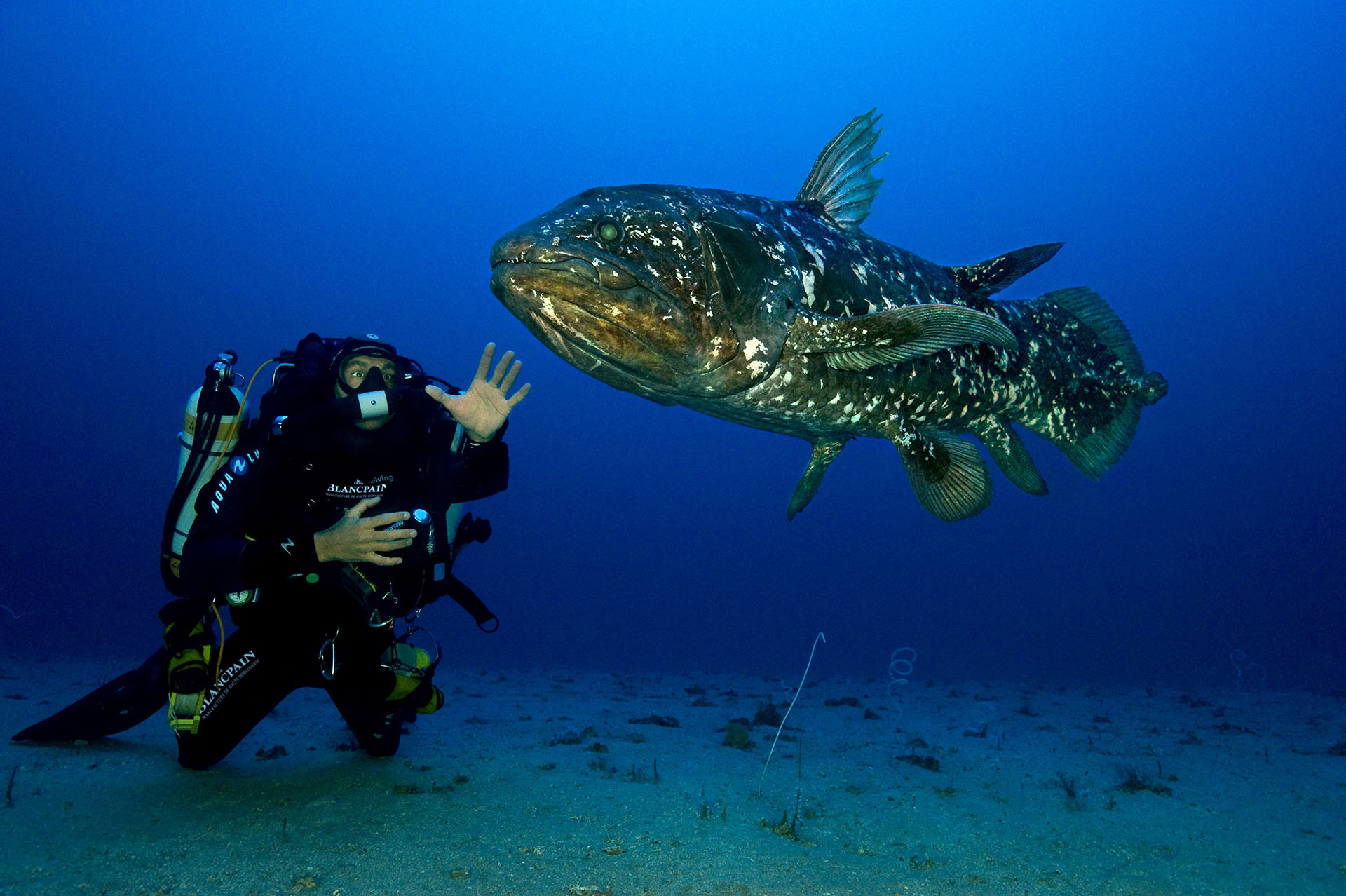 Coelacanthe slider LB
